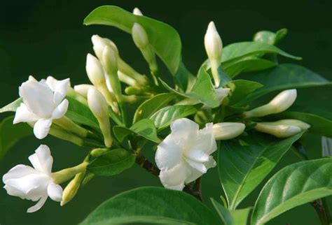 茉莉花種植禁忌|養茉莉，有4「忌」，記一記，花開四季